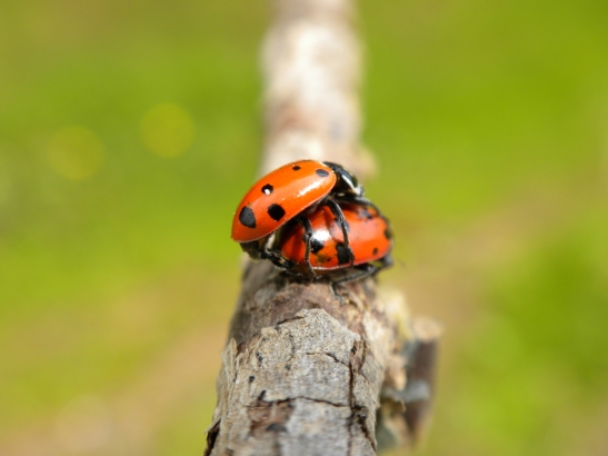 Ladybugs Mating 2